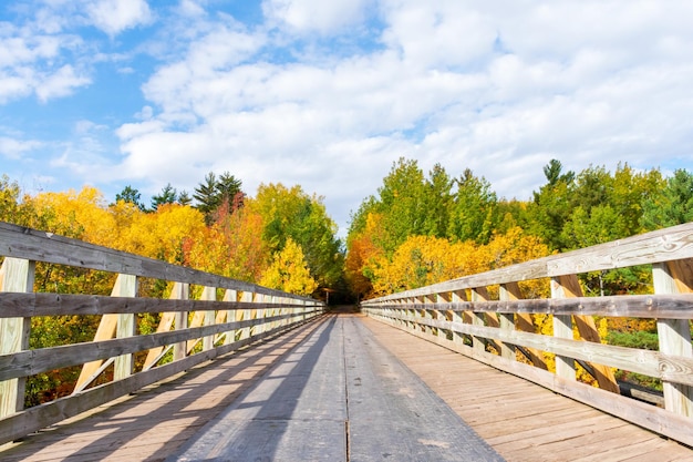 Photo pont en bois menant à une forêt colorée