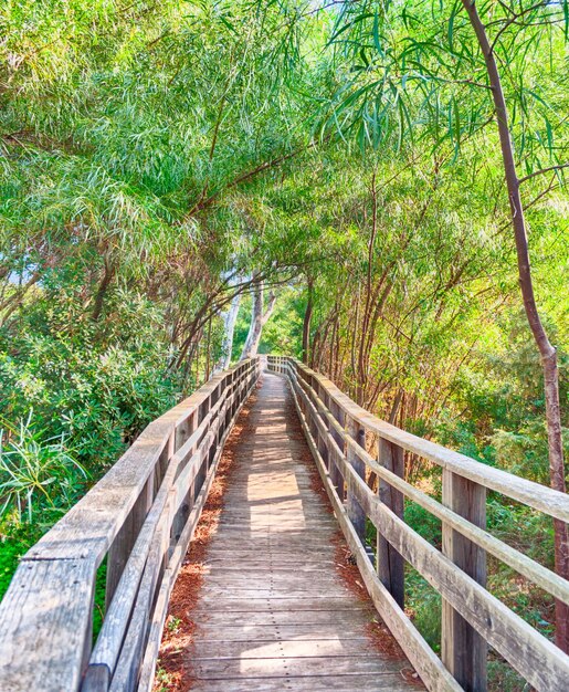 Pont de bois en pleine nature