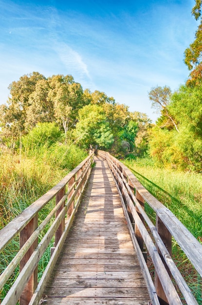 Pont de bois en pleine nature