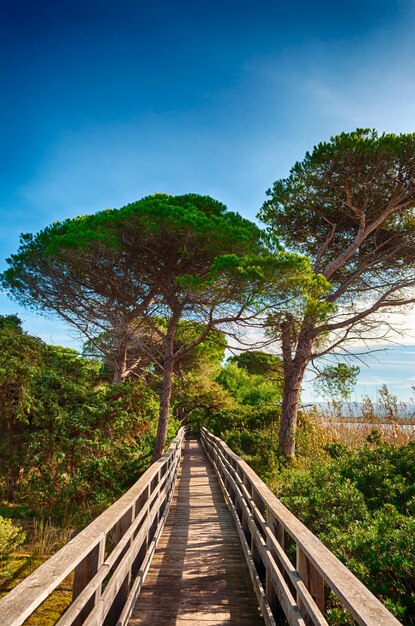 Pont de bois en pleine nature