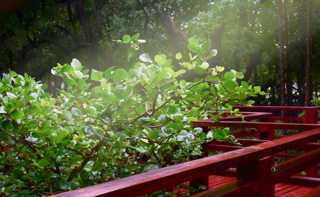 Pont en bois pleuvant des arbres verts de brouillard