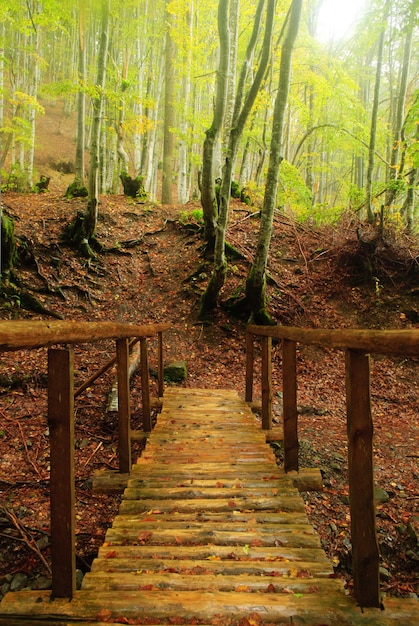 Pont en bois sur la rivière de montagne dans la forêt d'automne