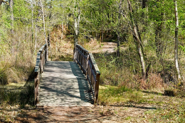 Pont en bois de sentier dans la forêt en journée ensoleillée