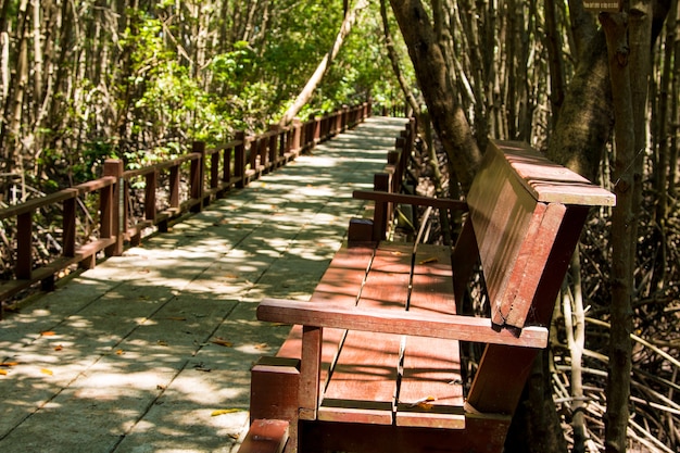 Pont en bois de siège de ciment le long de la forêt de mangrove