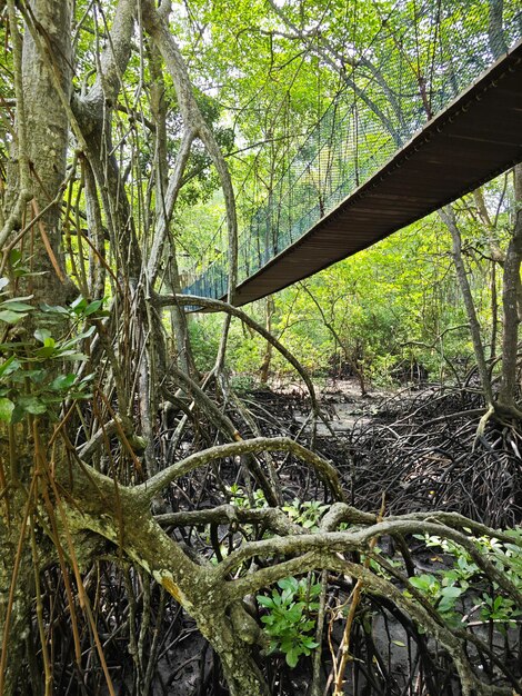 Un pont de corde fragile dans la forêt de mangroves