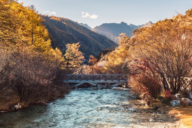 Pont croisé dans la pinède d&#39;or dans la vallée de Yading