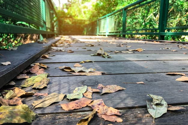 Un pont dans la forêt avec des feuilles