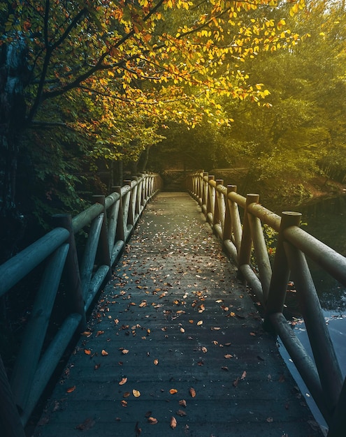 Pont dans la forêt