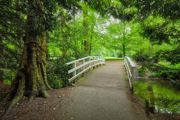 Pont dans un parc