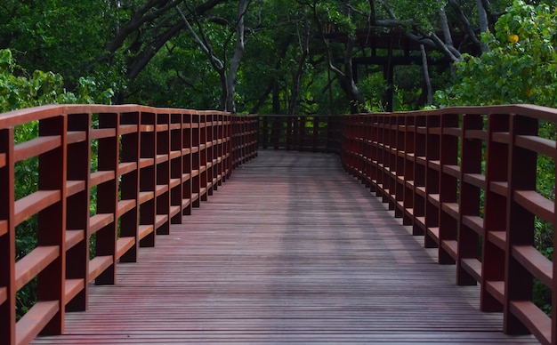 Le pont est un pont en bois une passerelle pour observer la nature