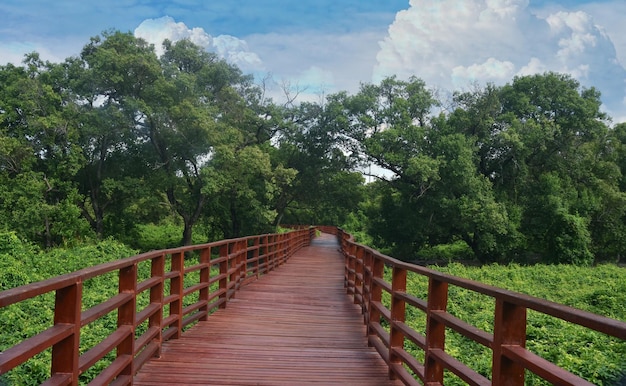 Le pont est un pont en bois une passerelle pour observer la nature