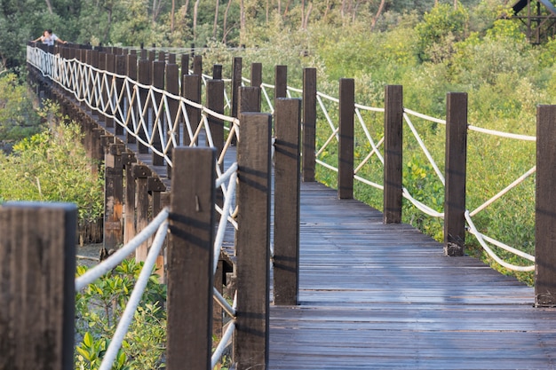 Pont de la forêt de mangrove