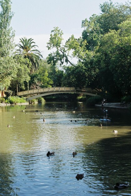 Un pont sur un lac avec des canards dessus