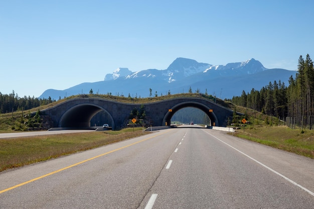 Pont de passage d'animaux sur la Transcanadienne dans le parc national Banff