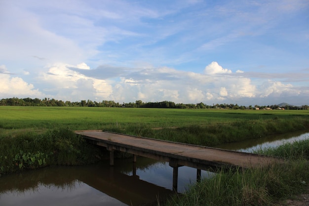 Photo pont avec un paysage de rizière