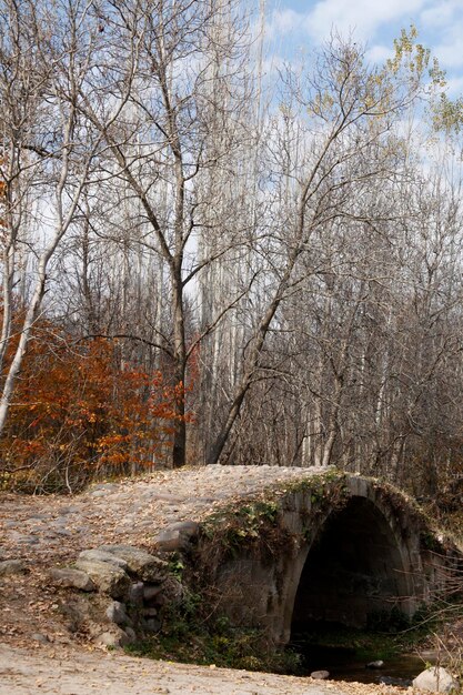 Pont de pierre historique dans la forêt