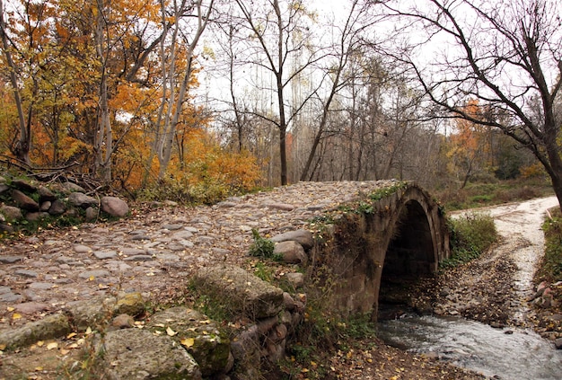 Pont de pierre historique dans la forêt