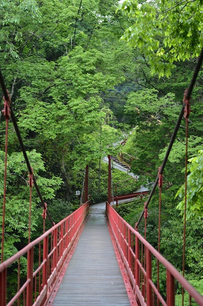 Photo pont piétonnier au milieu des arbres dans la forêt