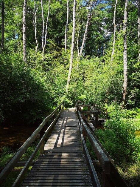 Photo pont piétonnier au milieu des arbres dans la forêt