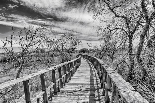 Photo pont piétonnier en bois le long des arbres et des plantes