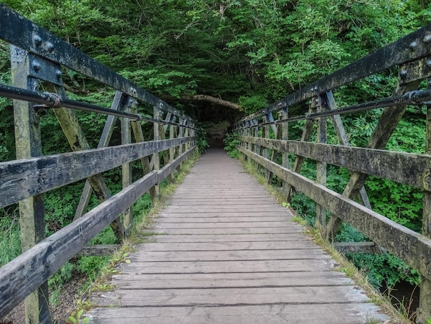 Photo pont piétonnier dans la forêt