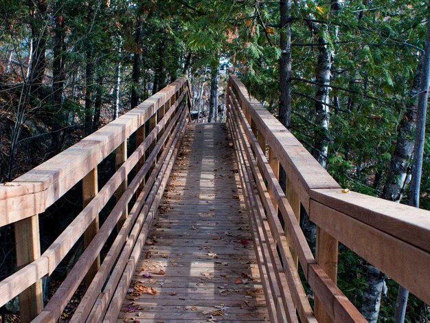 Photo pont piétonnier dans la forêt