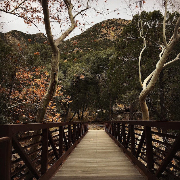 Photo pont piétonnier dans la forêt