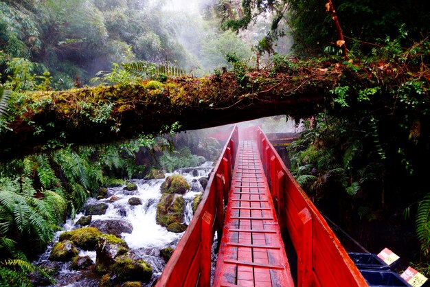 Photo pont piétonnier sur la rivière au milieu des arbres dans la forêt