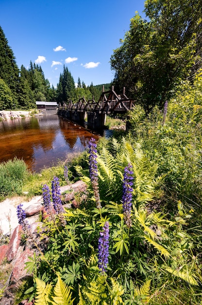 Le pont-porte ou rechle près de Modrava est un aqueduc assurant le branchement d'une partie de l'eau de la rivière Vydra dans le canal de navigation VchyniceTetov Parc national de Sumava