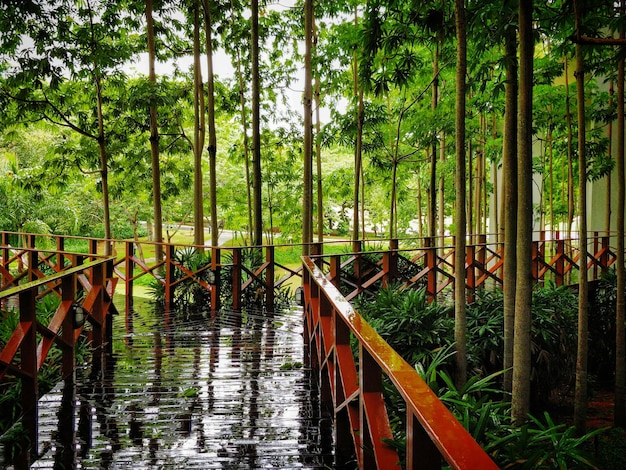 Photo pont sur la rivière au milieu des arbres dans la forêt