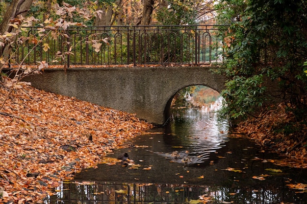 Photo pont sur une rivière dans la forêt