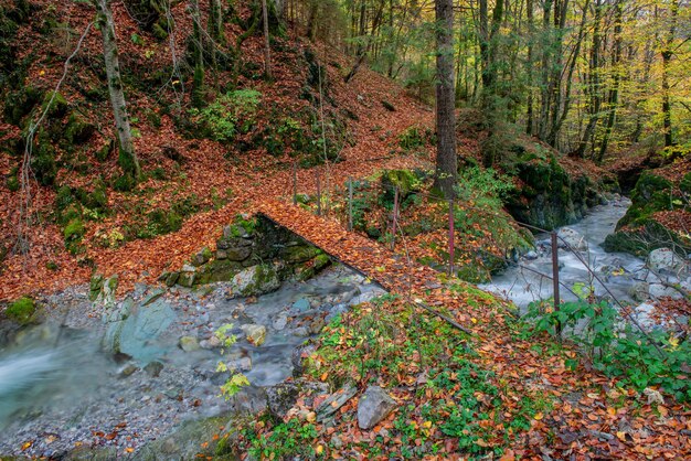 Pont sur la rivière