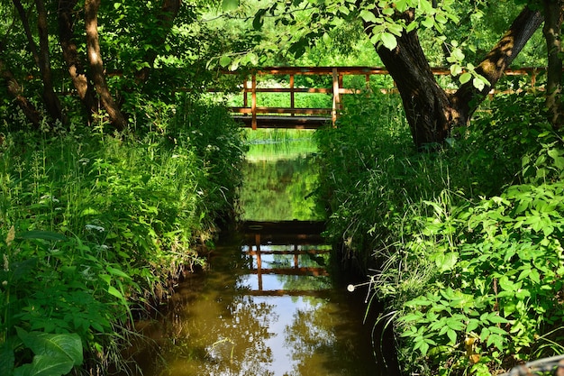 Pont sur ruisseau dans la forêt, pont en bois dans le parc