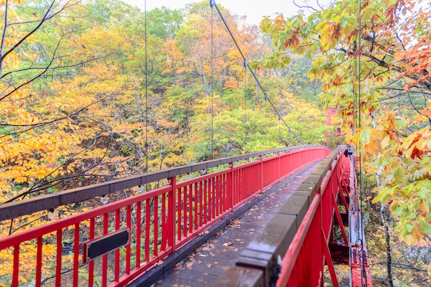 Pont suspendu de Jozankei Futami et forêt d&#39;automne