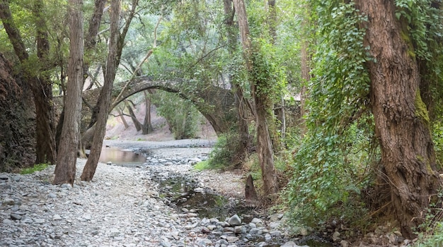 Pont Tzelefos dans la forêt de Paphos, Chypre