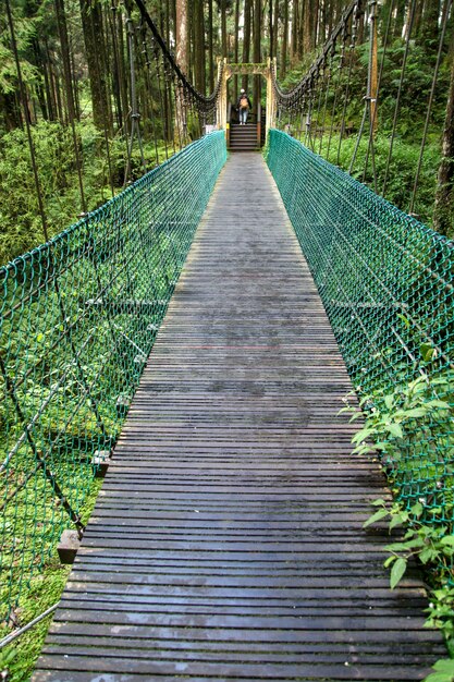 Le pont vert en forêt Alishan à Taiwan