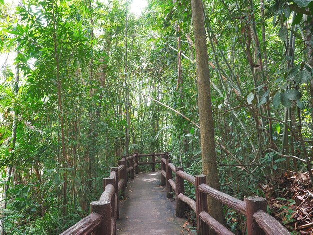 Photo pont vintage dans la forêt profonde arrière-plan du tourisme naturel