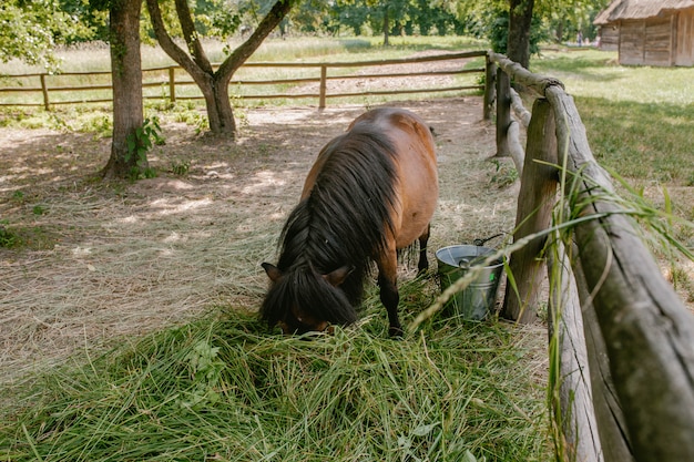 Pony mange du foin dans le paddock