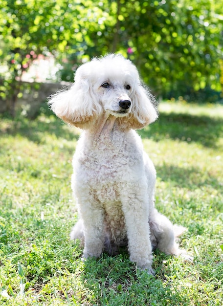 Poodle dans le jardin