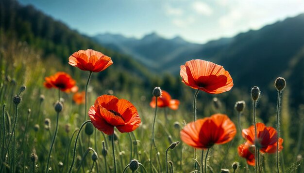 Poppy rouge Poppy en fleurs Paysage de montagne avec le pavot rouge en fleurs