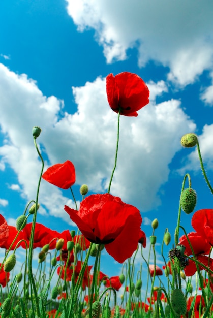 Poppys et ciel