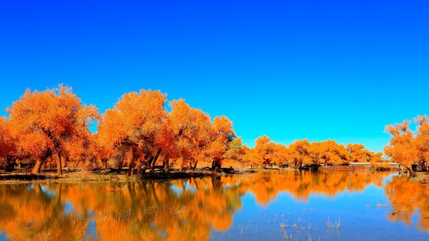 Photo populus euphratica est le jaune le plus brillant