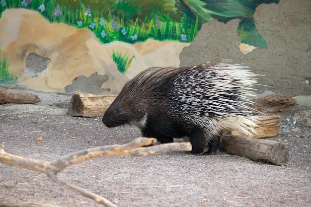 porc-épic mignon par une journée ensoleillée dans la volière au zoo