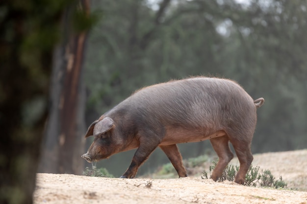 Porc ibérique broutant