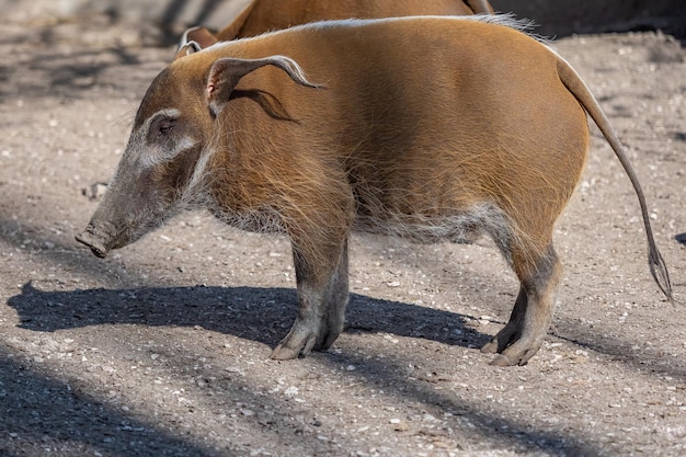 Porc de la rivière Rouge Potamochoerus porcus à la recherche de nourriture