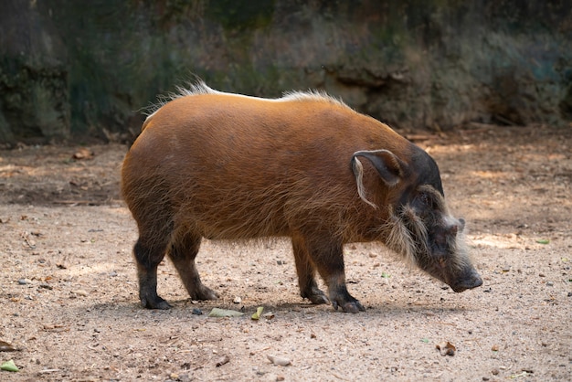 Porc de rivière rouge (Potamochoerus porcus)