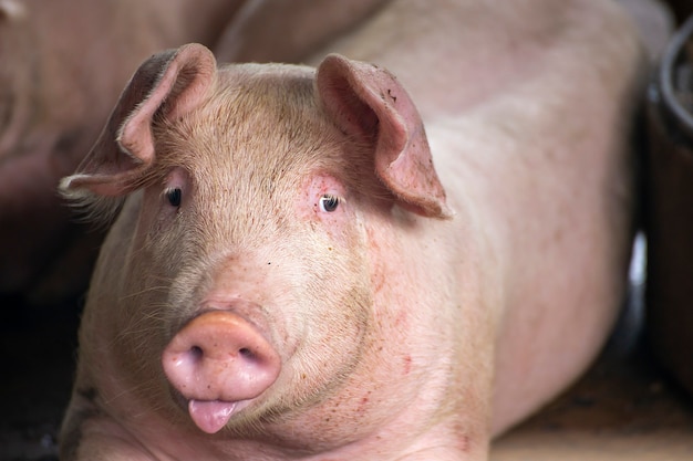 Porcelet gras nouveau-né couché dans la ferme