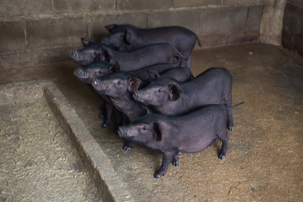 Porcelet noir dans la cage.