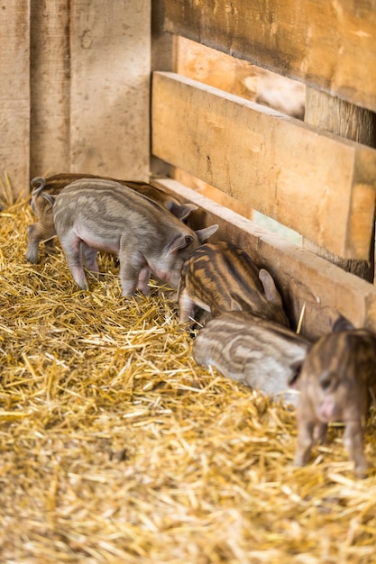 Photo porcelets dans la grange à la ferme.