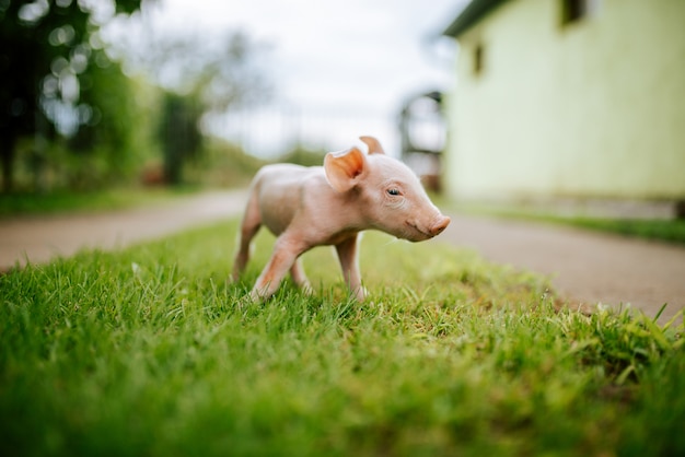 Porcinet mignon sur l&#39;herbe dans une ferme.